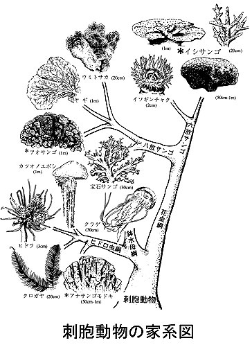 刺胞動物の家系図