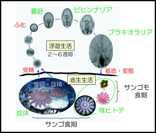 日本サンゴ礁学会公式サイト : サンゴ礁Q&A